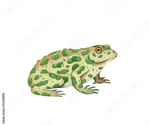Spotted toad illustration isolated on white background. Realistic hand drawn painting. 