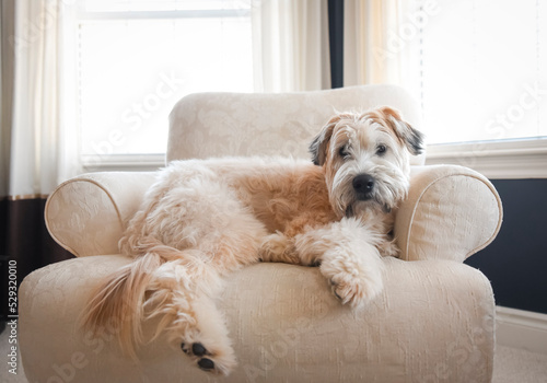 Wheaten dog laying on an upholstered chair in a bright room.
