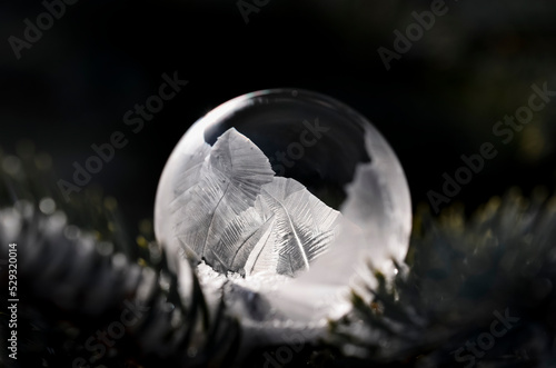 Close up of soap bubble freezing on an everygreen branch outside.