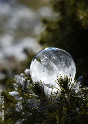Close up of soap bubble freezing on an everygreen branch outside.