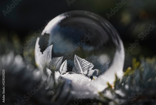 Close up of soap bubble freezing on an everygreen branch outside. photo