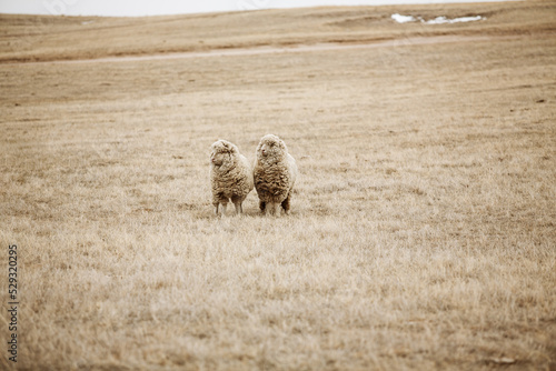 two sheep standing on a prairie photo