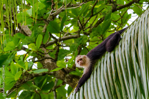 Cebus Capuchinus in the Manuel Antonio National Park. Costa Rica