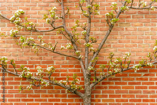 Kieffer pear tree (Pyrus communis 'Kieffer') by brick wall in spring photo
