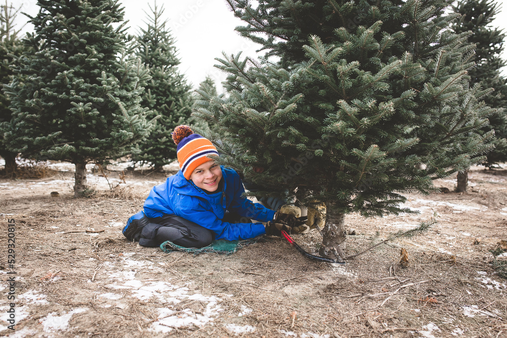 boy cutting down Christmas tree with saw Stock Photo Adobe Stock