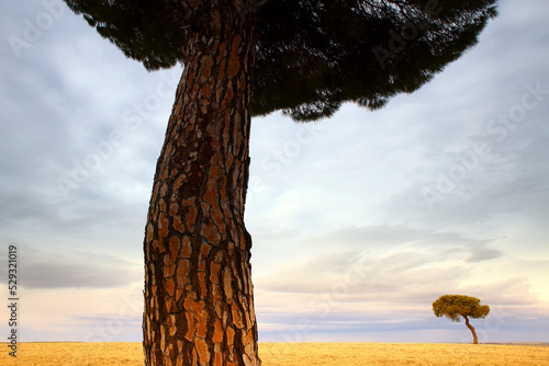 Stone pine forest at sunset in Las Lagunas de Villafafila