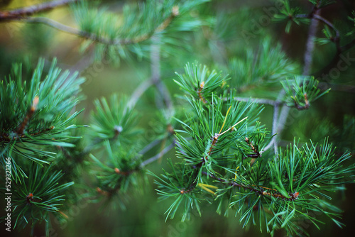 Close-up of pine tree in forest photo