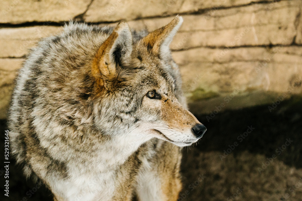 Closeup side view of a coyote standing in front of a rock wall Closeup side view of a coyote standing in front of a rock wall