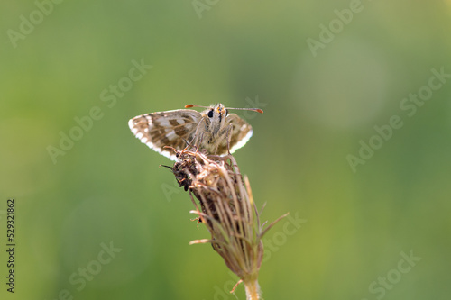 Pyrgus armoricanus - Oberthür's Grizzled Skipper - Hespérie des potentilles photo