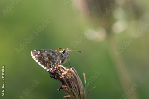 Wallpaper Mural Pyrgus armoricanus - Oberthür's Grizzled Skipper - Hespérie des potentilles Torontodigital.ca