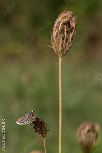 Pyrgus armoricanus - Oberthür's Grizzled Skipper - Hespérie des potentilles photo