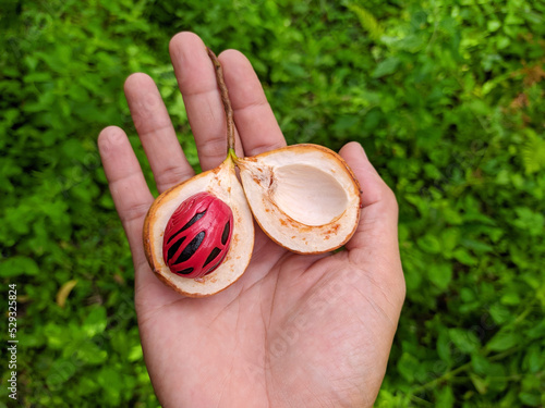 showing fresh nutmeg in hand