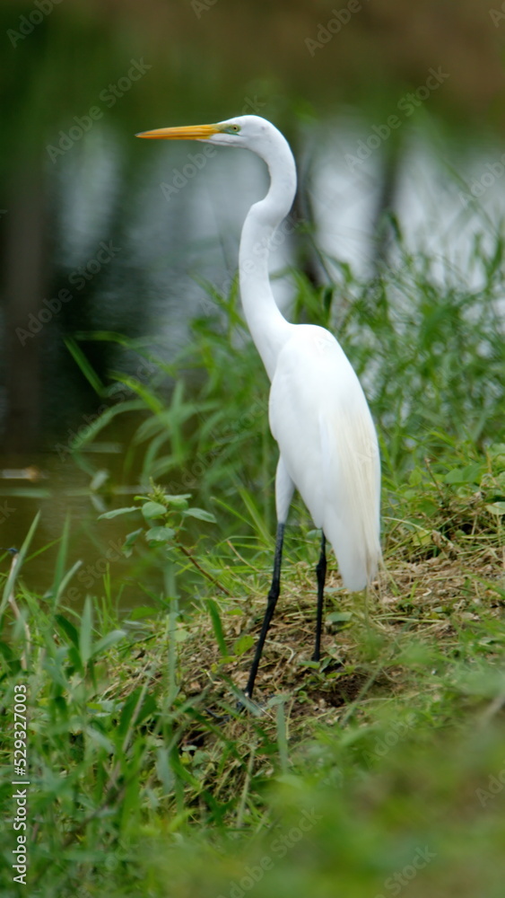 Great egret (Ardea alba) on the bank of a pond at the La Segua Wetlands near Chone, Ecuador Great egret (Ardea alba) on the bank of a pond at the La Segua Wetlands near Chone, Ecuador