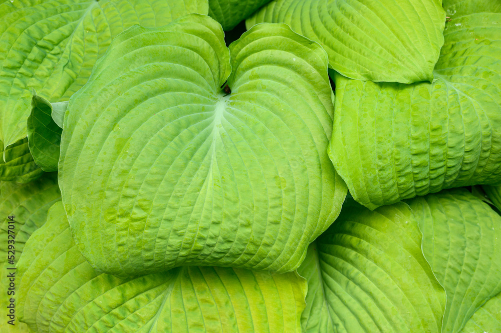 Fototapeta premium Closeup of ruffled green leaves of a hosta plant in a spring shaded garden 