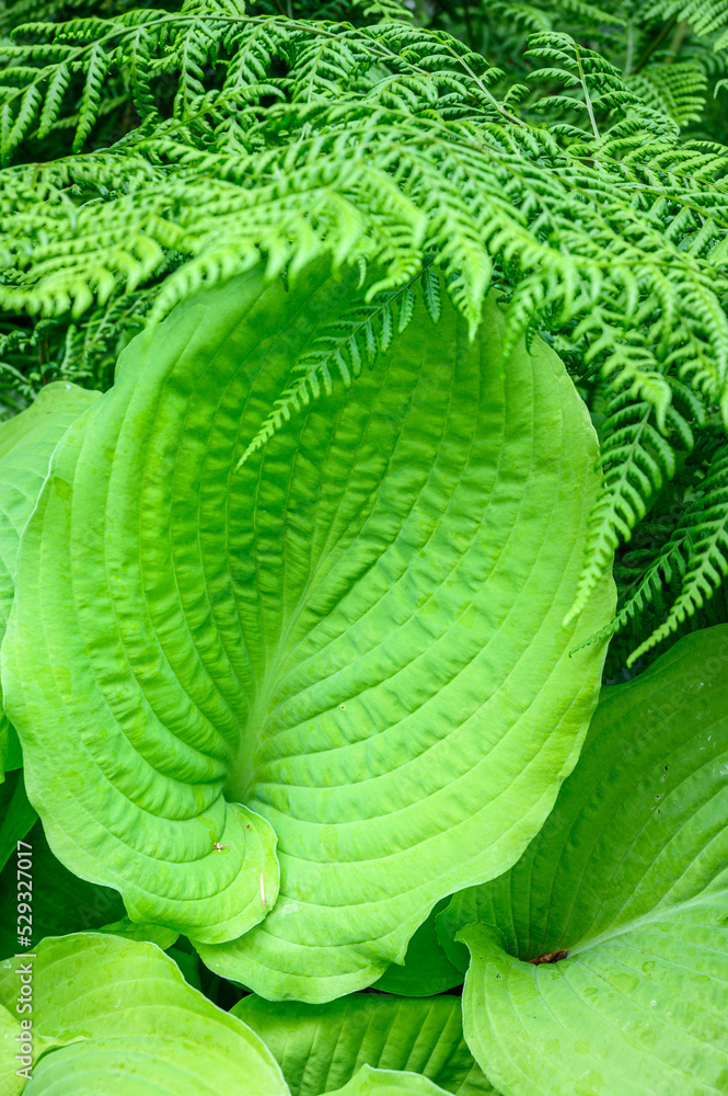 Closeup of ruffled green leaves of a hosta plant in a spring shaded garden
Closeup of ruffled green leaves of a hosta plant in a spring shaded garden