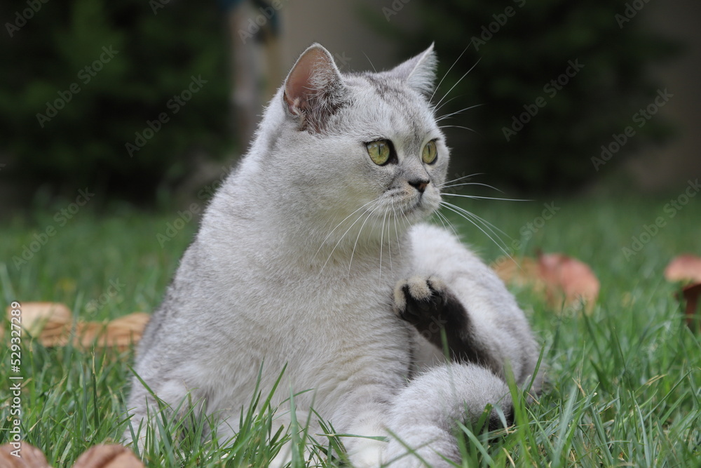 white cat on grass