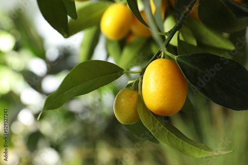 Kumquat tree with ripening fruits outdoors, closeup