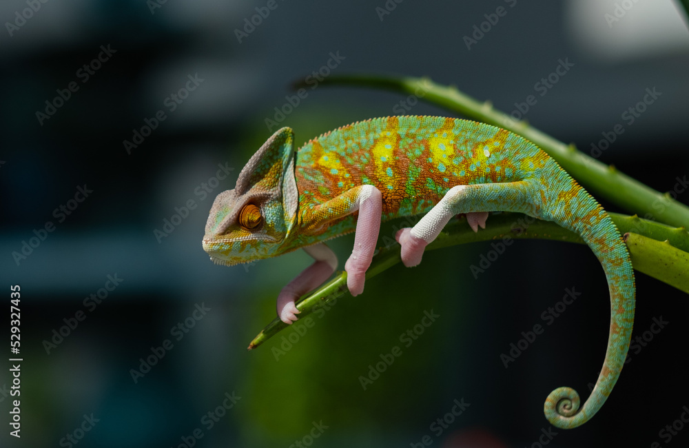 Fototapeta premium lizard, chameleon with blur background