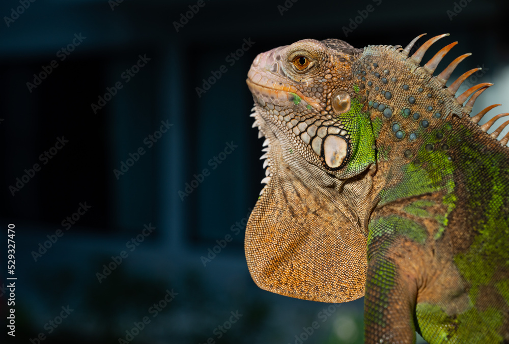 Obraz premium lizard, animal, green lizard with blur background