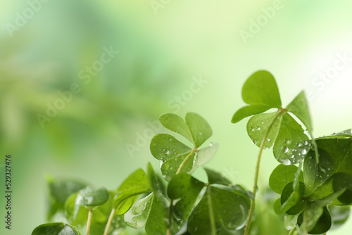 Clover leaves with water drops on blurred background  space for text. St. Patrick s Day symbol