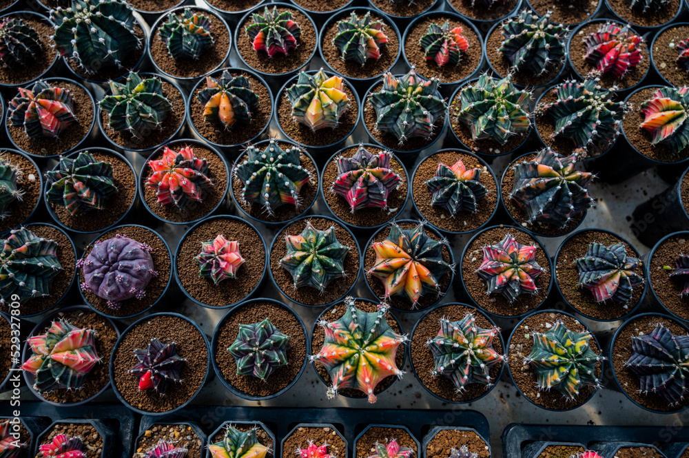 Fototapeta premium cactus greenhouse, closeup shot