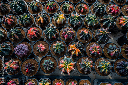 cactus greenhouse  closeup shot