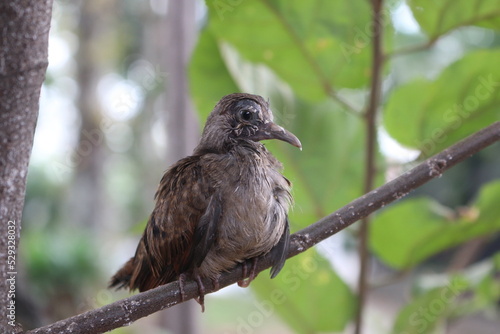 baby bird perched on a tree branch
