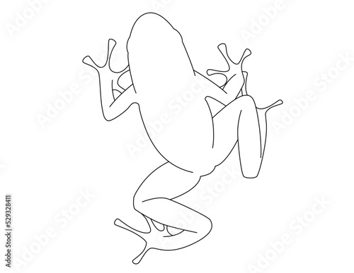Frog outline