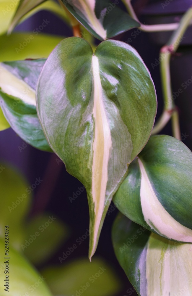 Beautiful variegated leaf of Philodendron Cream Splash Beautiful variegated leaf of Philodendron Cream Splash