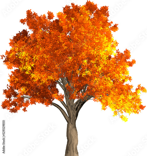 autumn tree isolated