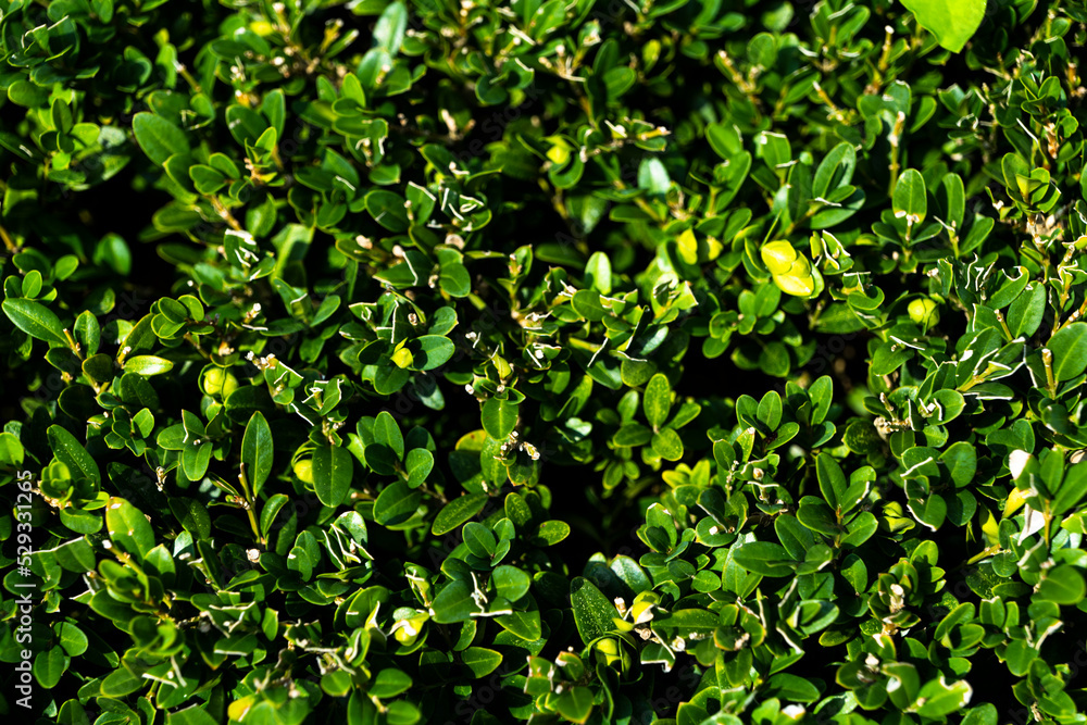 Nature background and textured of Hokkien Tea or name Carmona retusa for use Wall in the garden. High quality photo Nature background and textured of Hokkien Tea or name Carmona retusa for use Wall in the garden. High quality photo