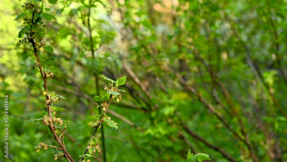 Blackcurrant. Bushes bloom in spring. Berries in the garden. Static camera. High quality 4k footage Blackcurrant. Bushes bloom in spring. Berries in the garden. Static camera. High quality 4k footage