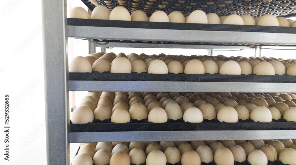 Close up the eggs on the trolley ready for incubation.Hatching Eggs Background. Close up the eggs on the trolley ready for incubation.Hatching Eggs Background.
