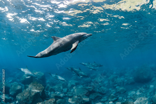 Indian Ocean Bottlenose Dolphin © divedog
