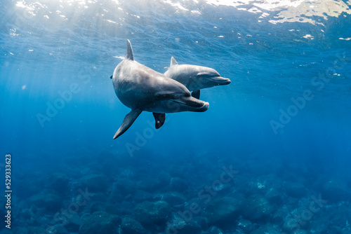 Print op canvas Indian ocean bottlenose dolphin