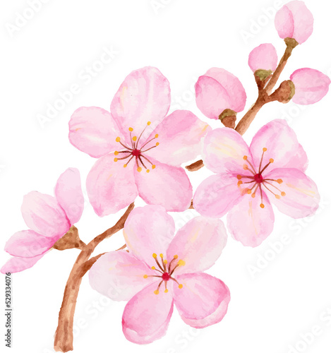 Isolated of watercolor cherry blossom or sakura flower.