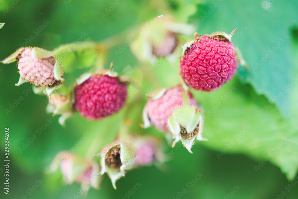 Process of harvesting raspberry and picking berries and wild raspberries in the forest of northern Sweden, Lapland, Norrbotten, near Norway border, hand full of wild raspberries Process of harvesting raspberry and picking berries and wild raspberries in the forest of northern Sweden, Lapland, Norrbotten, near Norway border, hand full of wild raspberries