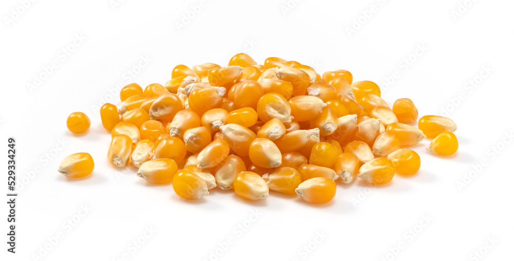 Dried corn kernels placed on white background. Dried corn kernels placed on white background.