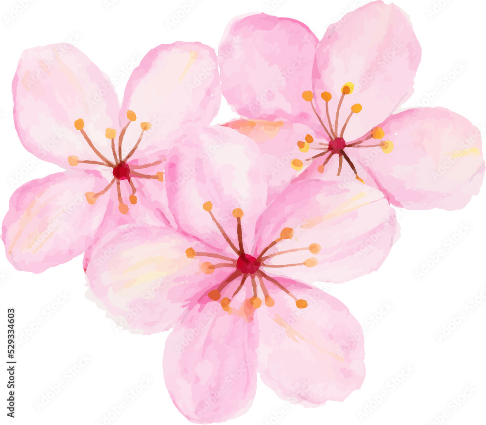 Fototapeta premium Isolated of watercolor cherry blossom or sakura flower.