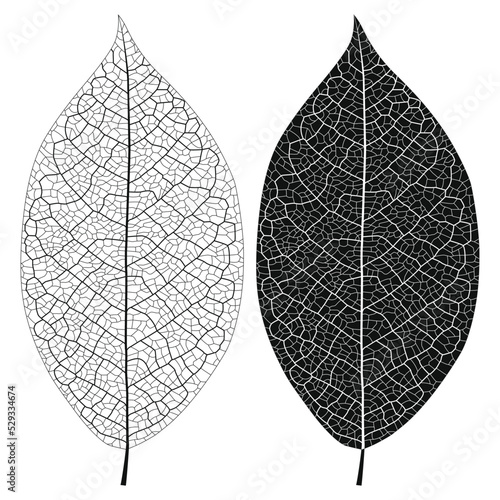Layered editable vector illustration outline of leaf vein.