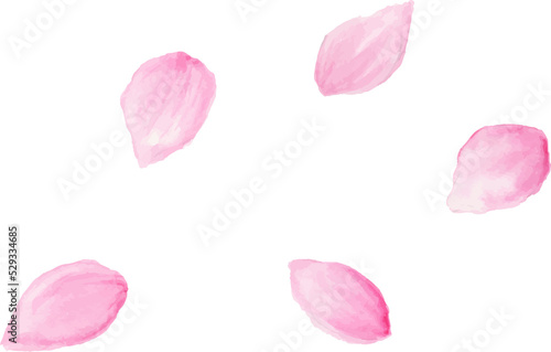 Isolated of watercolor cherry blossom or sakura flower.