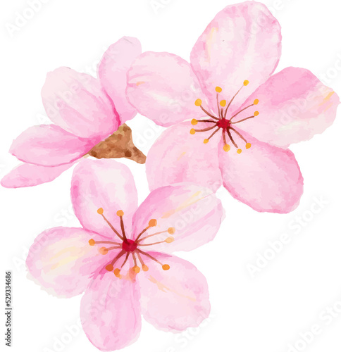 Isolated of watercolor cherry blossom or sakura flower.