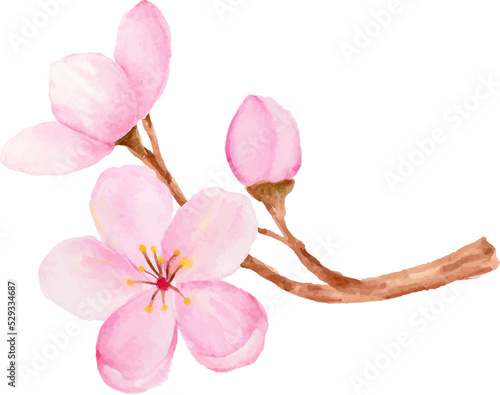 Isolated of watercolor cherry blossom or sakura flower.
