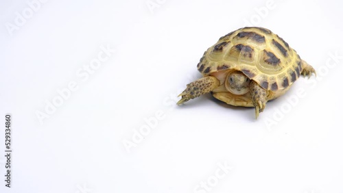 Baby testudo horsfieldii isolated on a white background