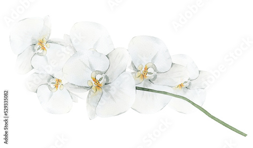 White orchid flower. Watercolor illustration isolated on white background