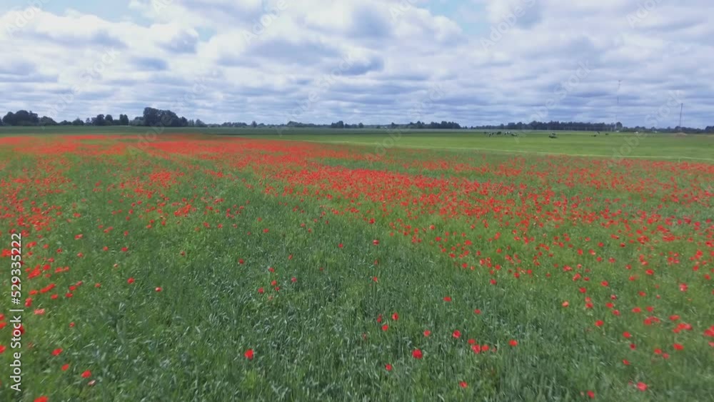 Blooming Poppy Field Next to Cattle Farm. Aerial Flyover Shot Blooming Poppy Field Next to Cattle Farm. Aerial Flyover Shot