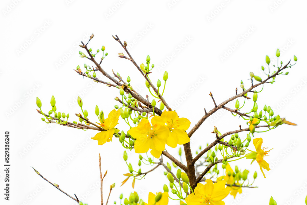 Isolated Yellow Apricot Flower, traditional lunar new year in Vietnam