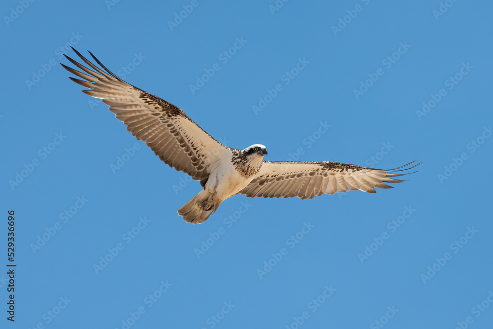 Osprey (Pandion haliaetus) flying over the NSW coast, isolated against a blue sky. Beautiful bird of prey portrait. Osprey (Pandion haliaetus) flying over the NSW coast, isolated against a blue sky. Beautiful bird of prey portrait.