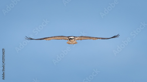 Osprey  Pandion haliaetus  in flight  Sydney  Australia