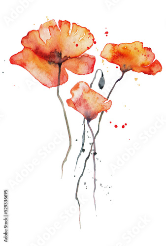 Red Poppy flower watercolor drawing